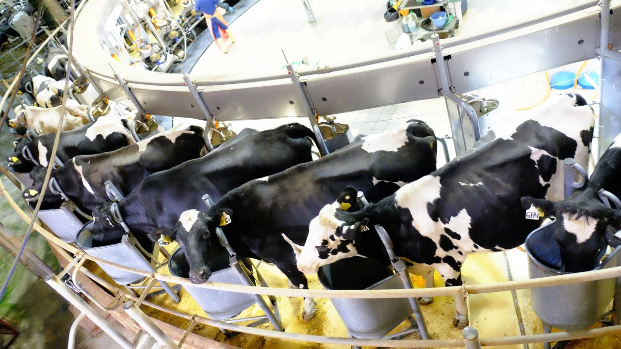 เรียนรู้คนสู้ที่ฟาร์มโคนม สู้จริง สำเร็จจริง 2