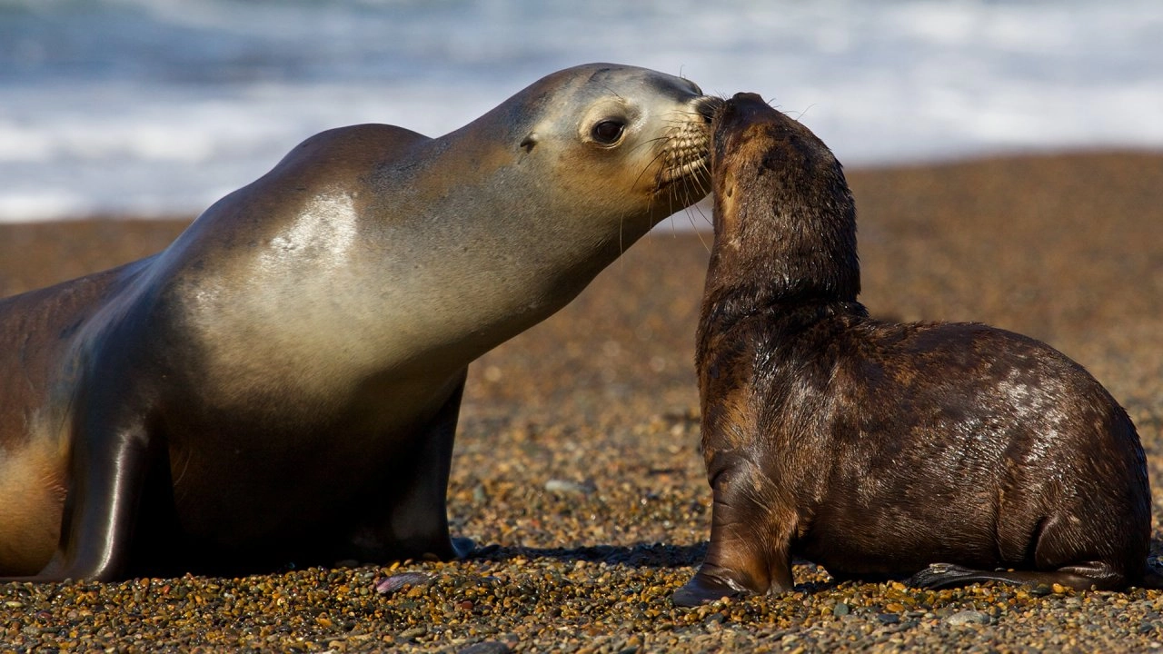 อัศจรรย์ธรรมชาติปาตาโกเนีย ตอน ชีวิตติดชายขอบ