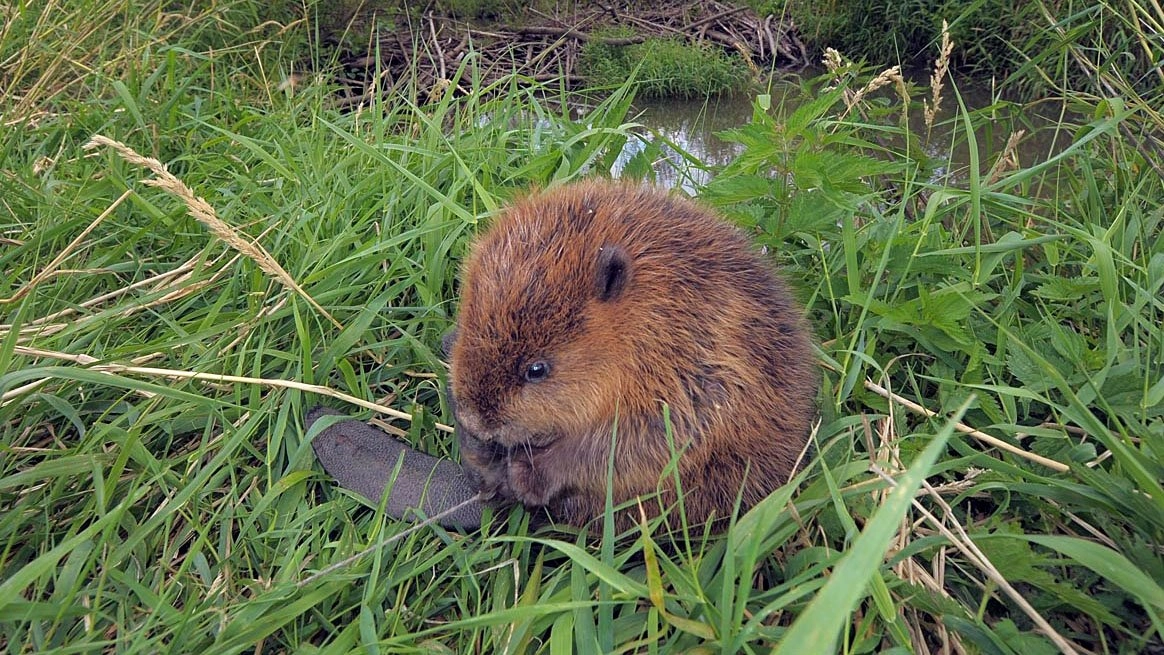 โลก 360 องศา ตอน ชาวนากับบีเวอร์