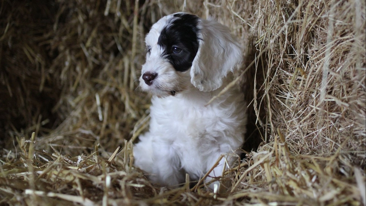 โลกหรรษาของน้องหมา ตอนที่ 2