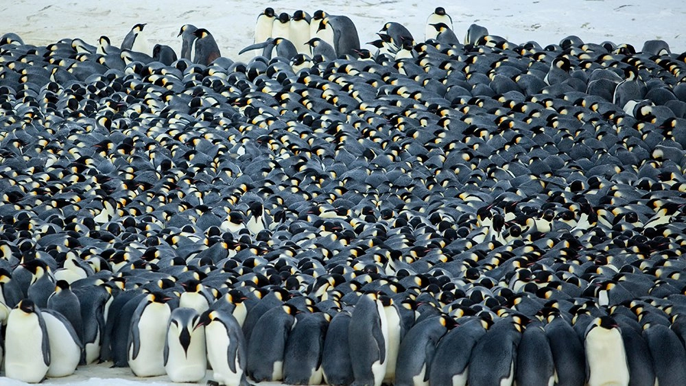 การรวมตัวอันยิ่งใหญ่ของธรรมชาติ