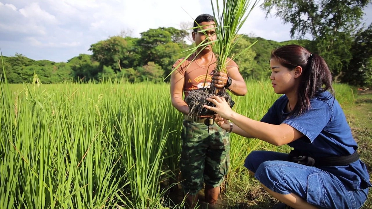 ​การลดแรงงานและจัดการชาวนา