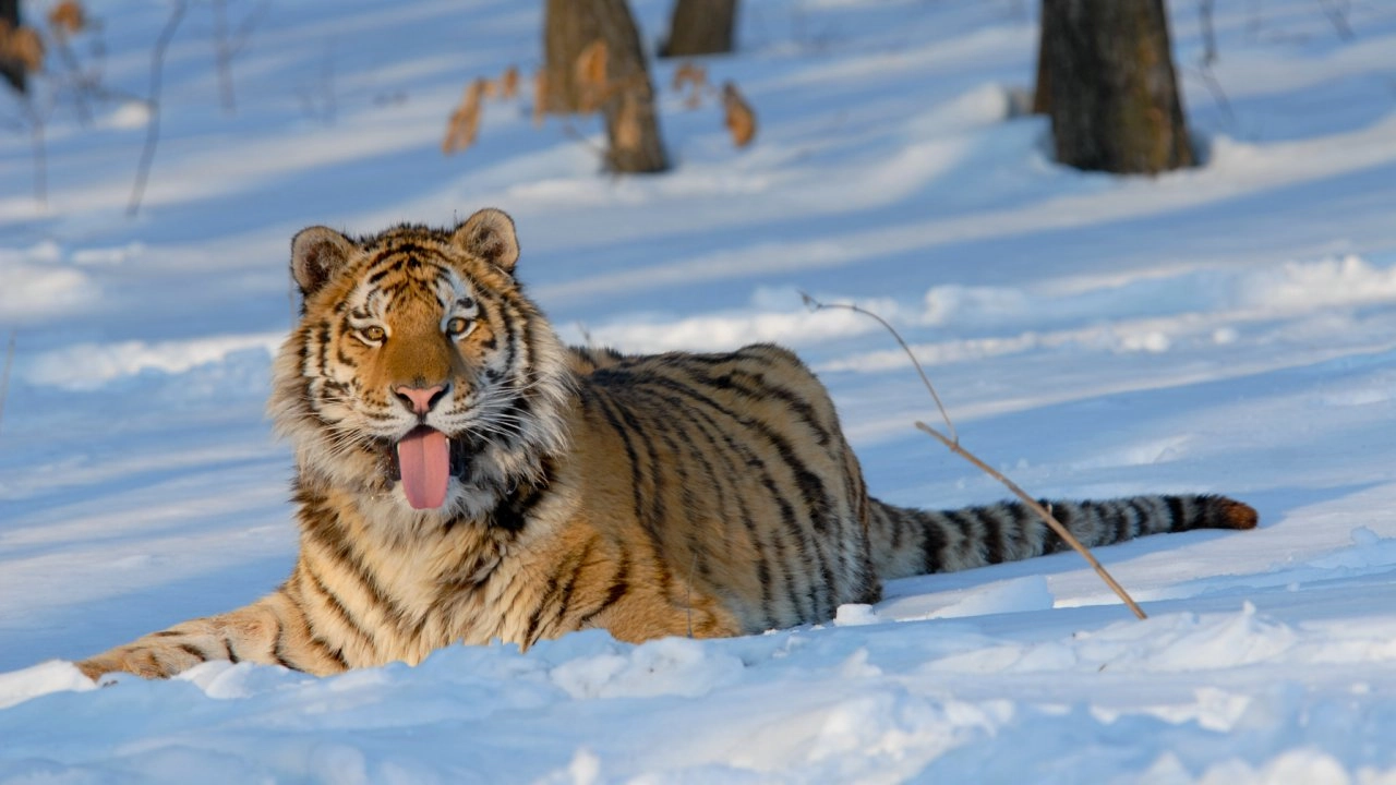 รัสเซีย - ดินแดนแห่งเสือ หมี และภูเขาไฟ ตอนที่ 2/2