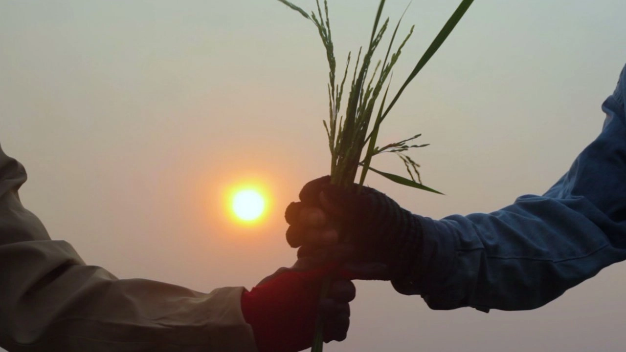 ​เกี่ยวเถอะนะแม่เกี่ยว