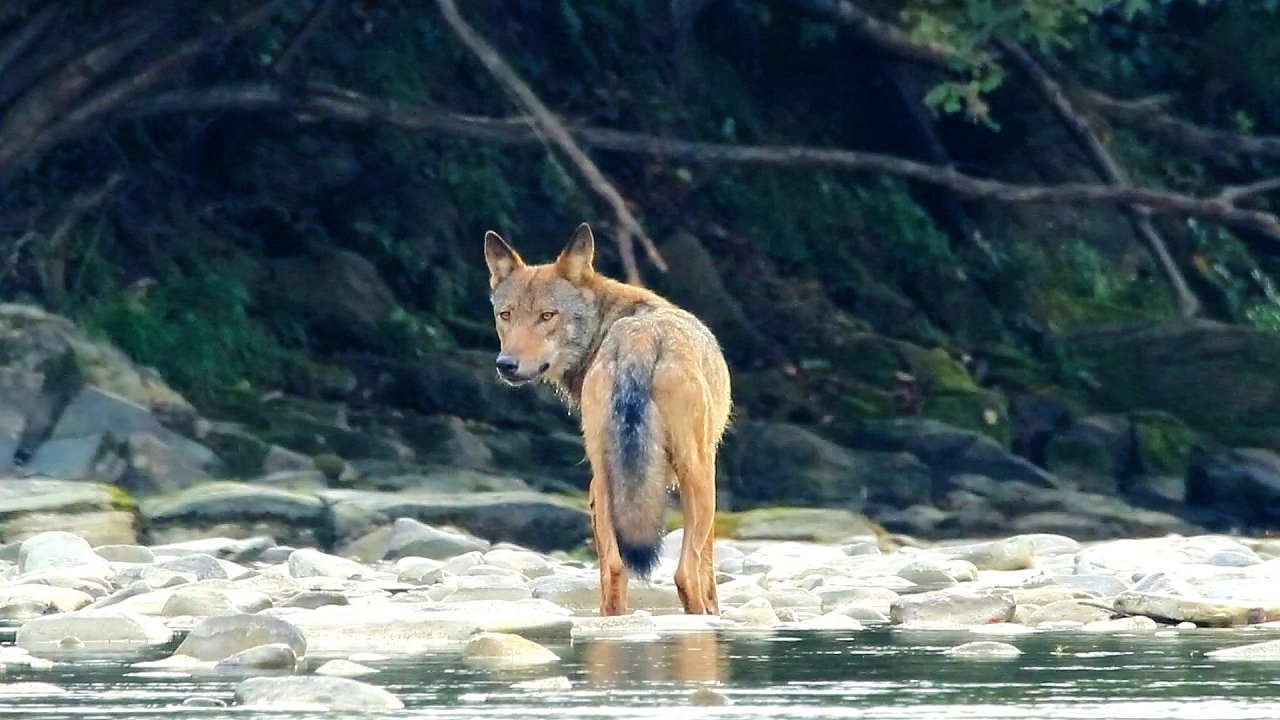 เทือกเขาหมาป่า