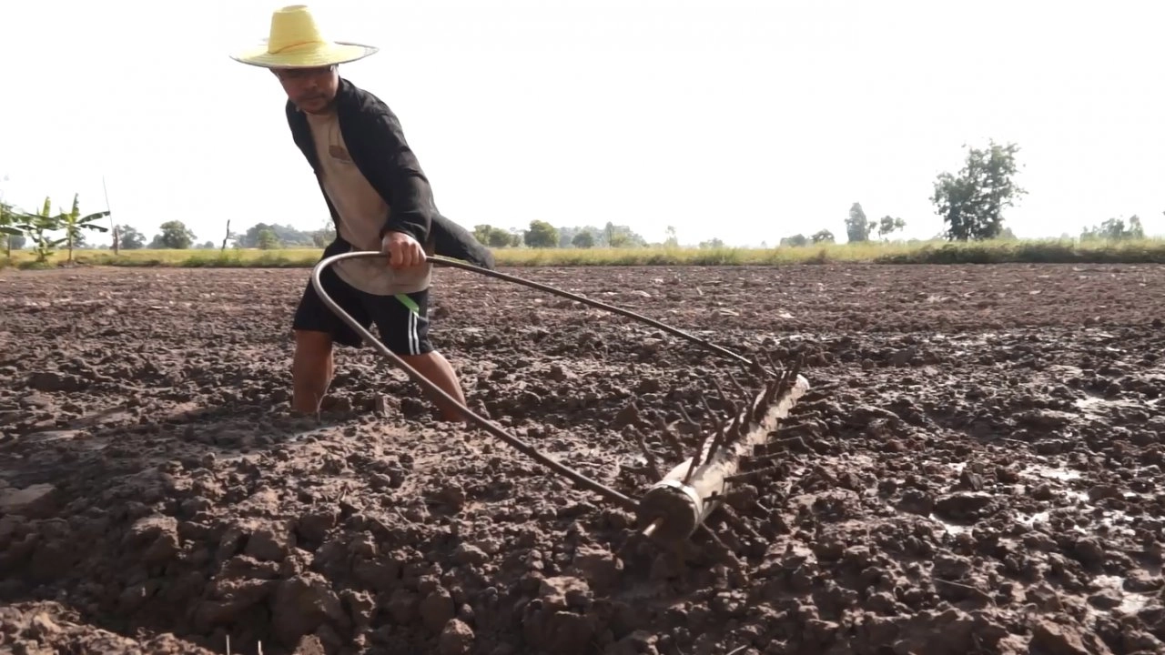 หอมแดงที่ศรีสะเกษ