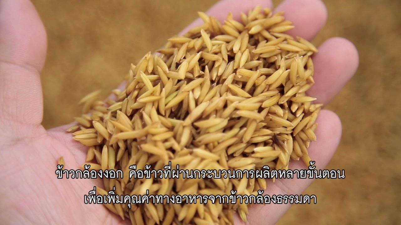 ​ข้าวกล้องงอก