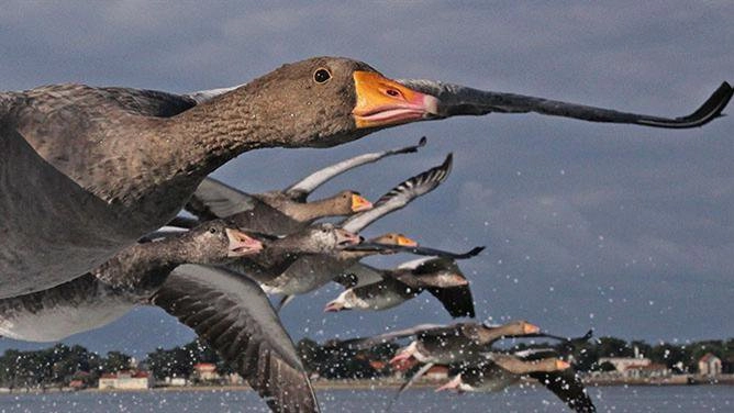 ตามรอยนกอพยพ