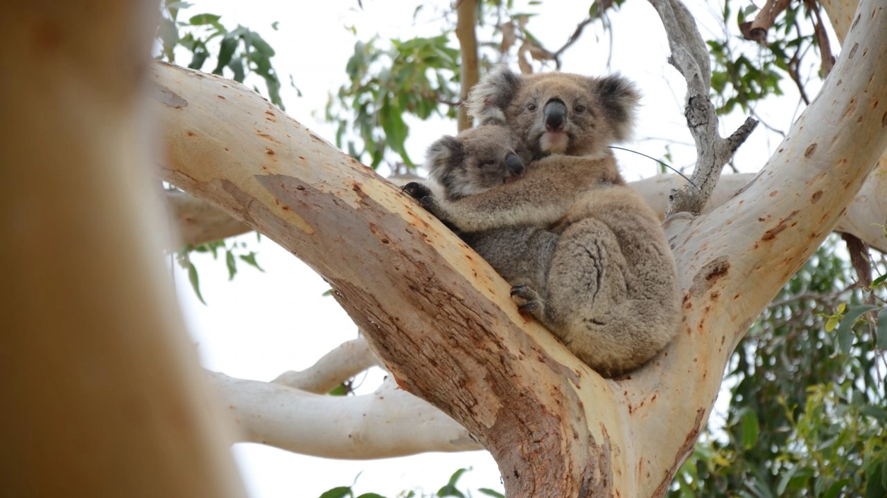 ​โลก 360 องศา ตอน โรงพยาบาลโคอาลา