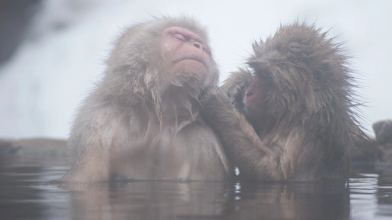 ลิงหิมะญี่ปุ่น