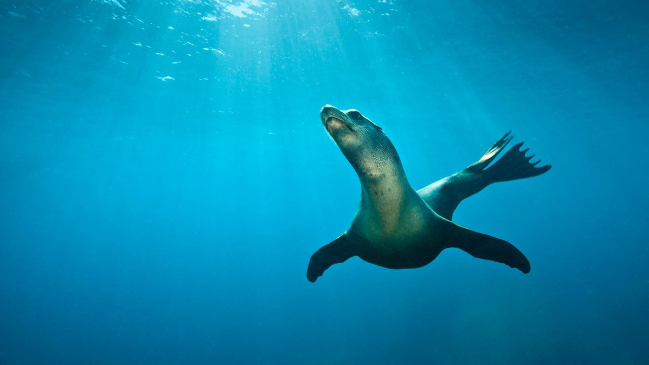 เจ้าสมุทรสีน้ำเงิน ตอน หลากชีวิตแห่งอ่าวมอนเทอเรย์