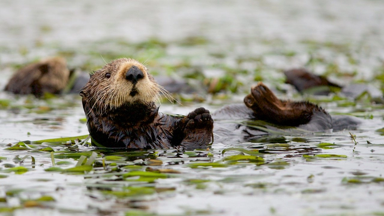 เจ้าสมุทรสีน้ำเงิน ตอน การฟื้นฟูชีวิตแห่งอ่าวมอนเทอเรย์