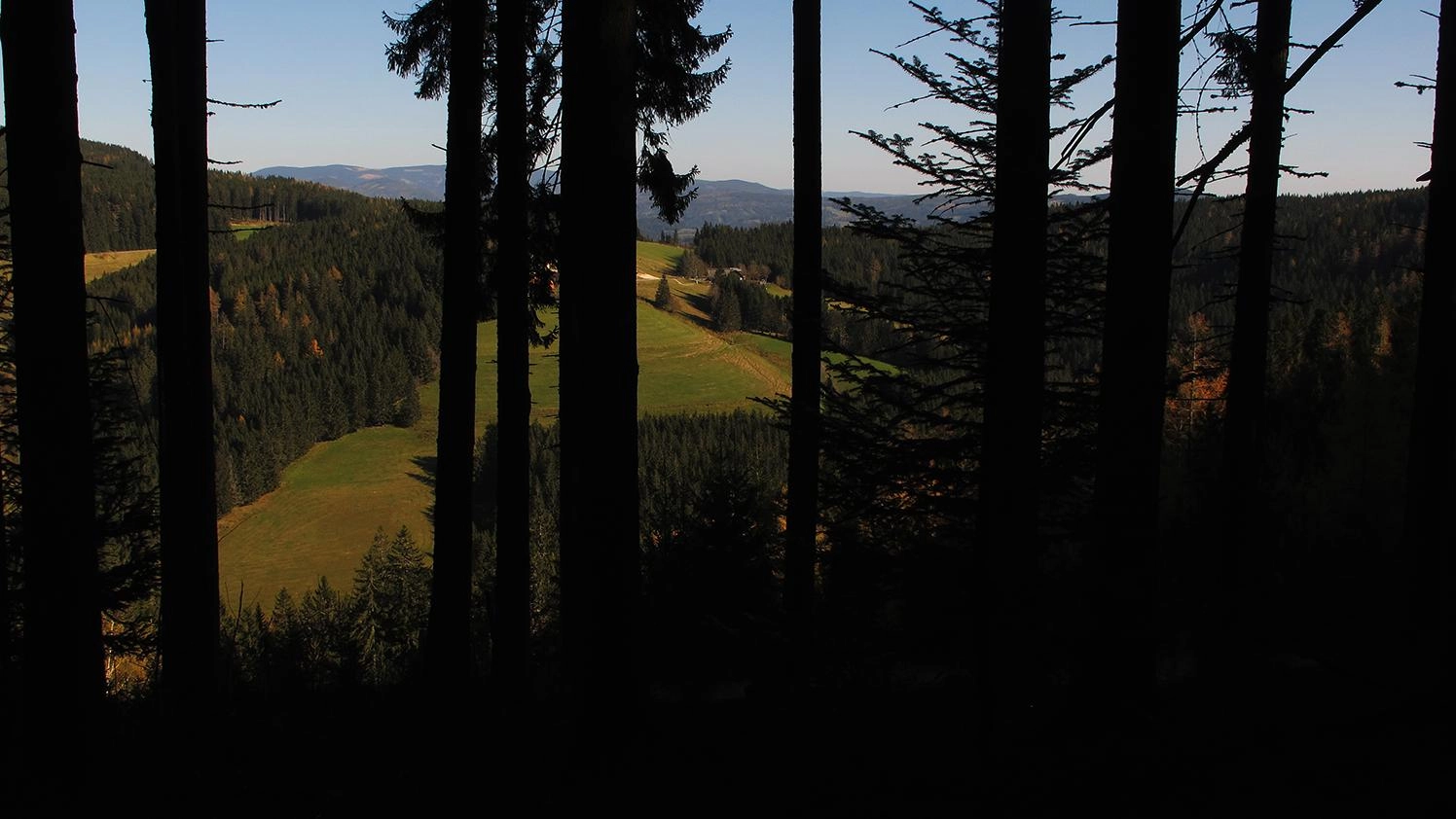 ป่ามหัศจรรย์