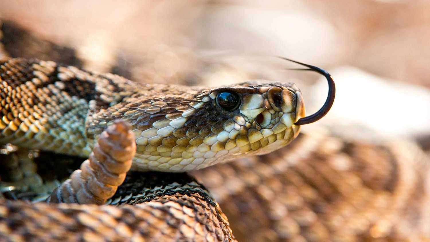 อัศจรรย์ธรรมชาติฟลอริดา ตอน ชายฝั่งแห่งคมเขี้ยว