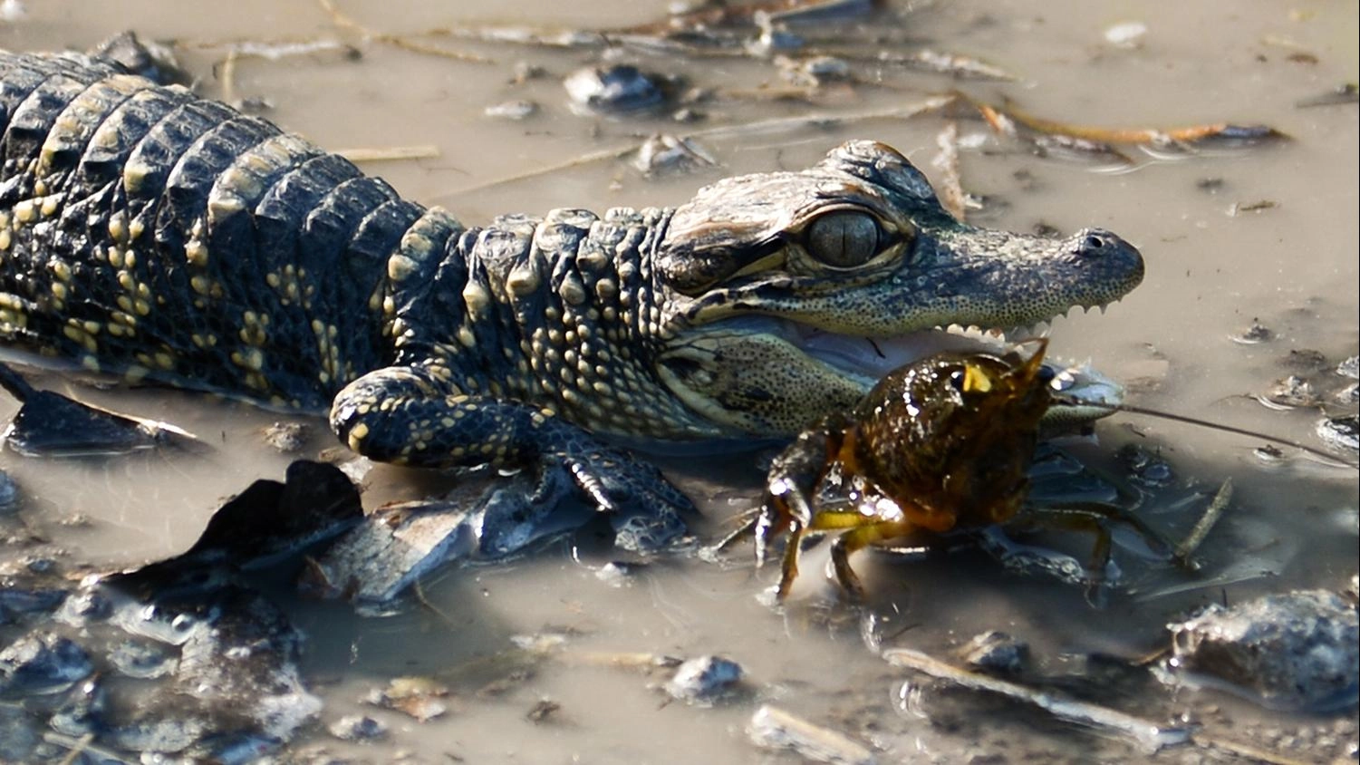 อัศจรรย์ธรรมชาติฟลอริดา ตอน อาณาจักรของเกเตอร์