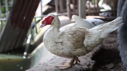 พอมี พอใจ พอเพียง