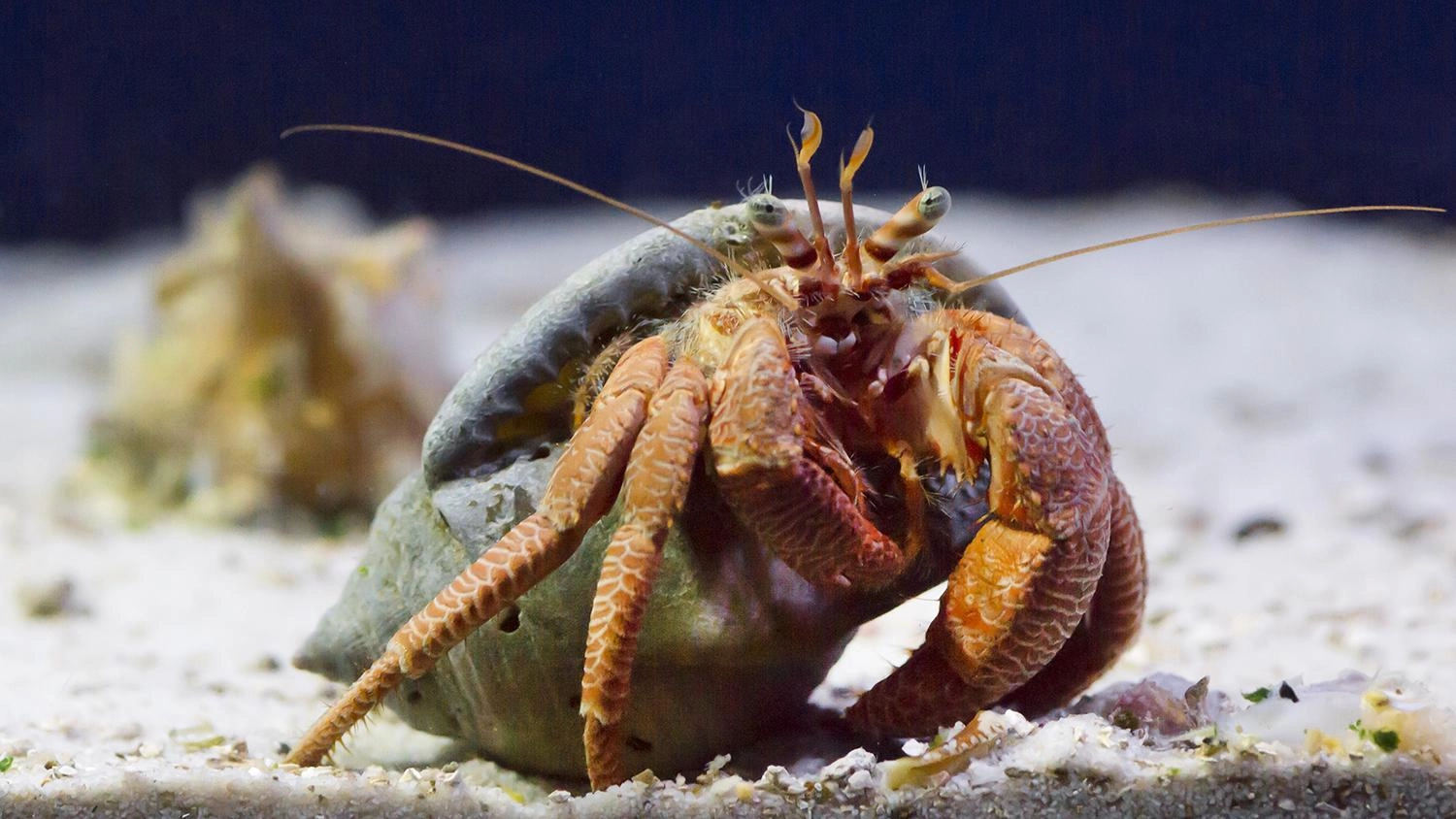 อาหารและเพื่อนตัวยักษ์