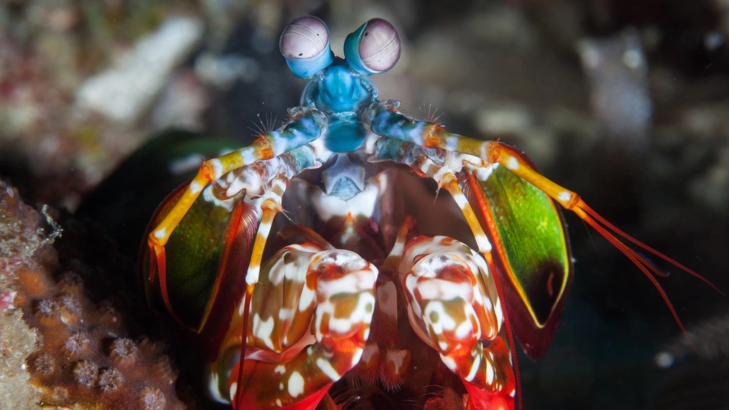 เพื่อนตัวจิ๋วและการป้องกันตัว