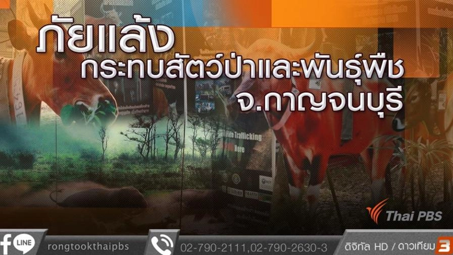 ภัยแล้งกระทบสัตว์ป่าและพันธุ์พืช จ.กาญจนบุรี