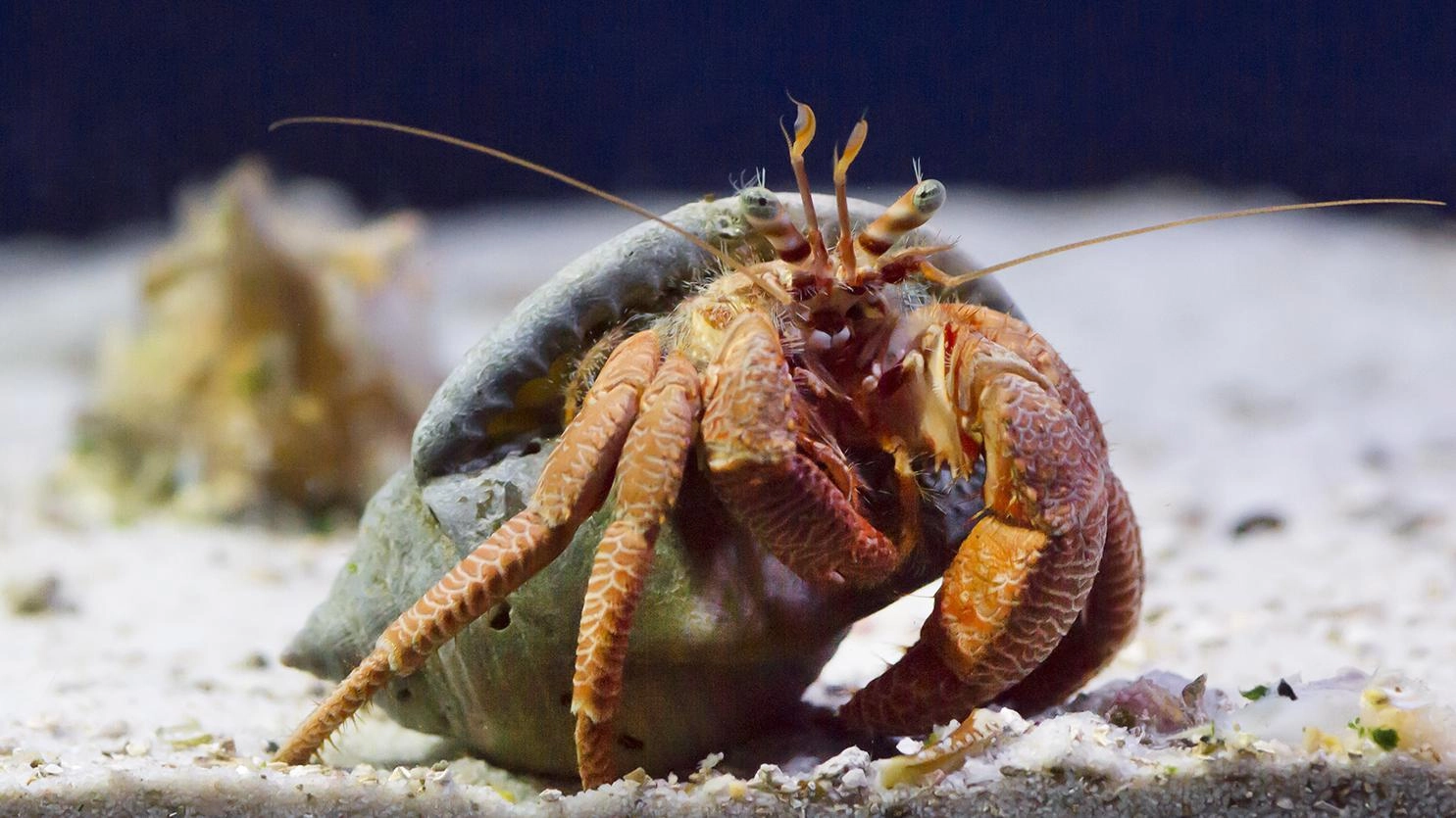 สัตว์หากินกลางคืนและเพื่อนที่ดูตลก