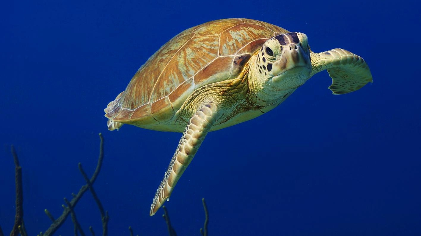 เพื่อนแสนแปลกและเพื่อนที่พูดได้