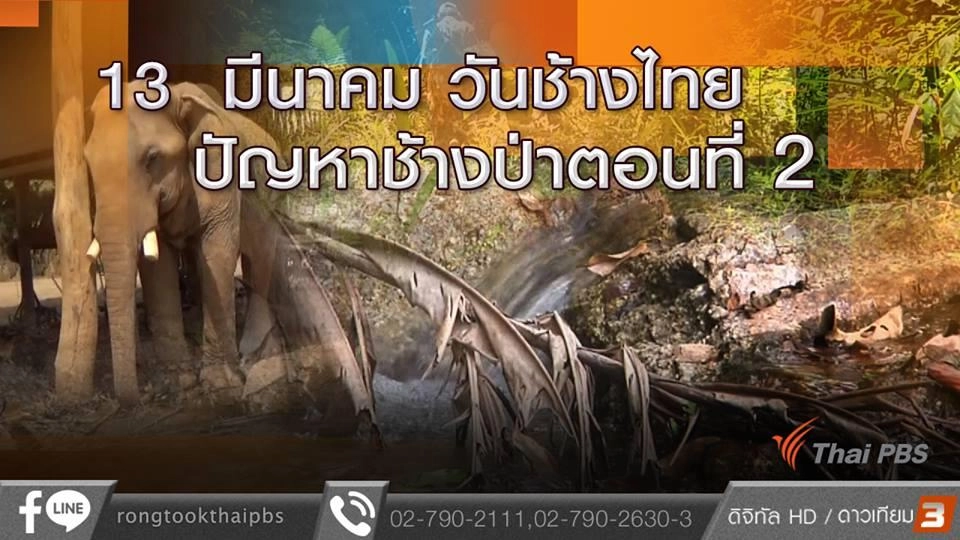 13 มีนาคม วันช้างไทย ปัญหาช้างป่า ตอนที่ 2