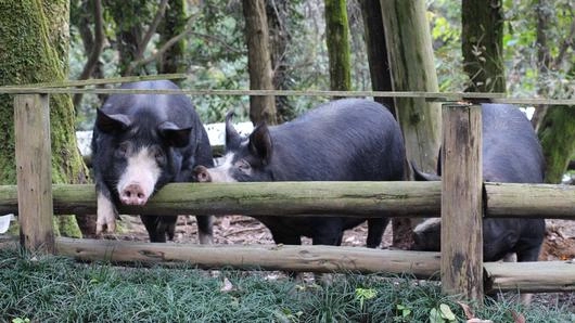 คาโงชิมา หมูดำ หมูที่ไม่หมู