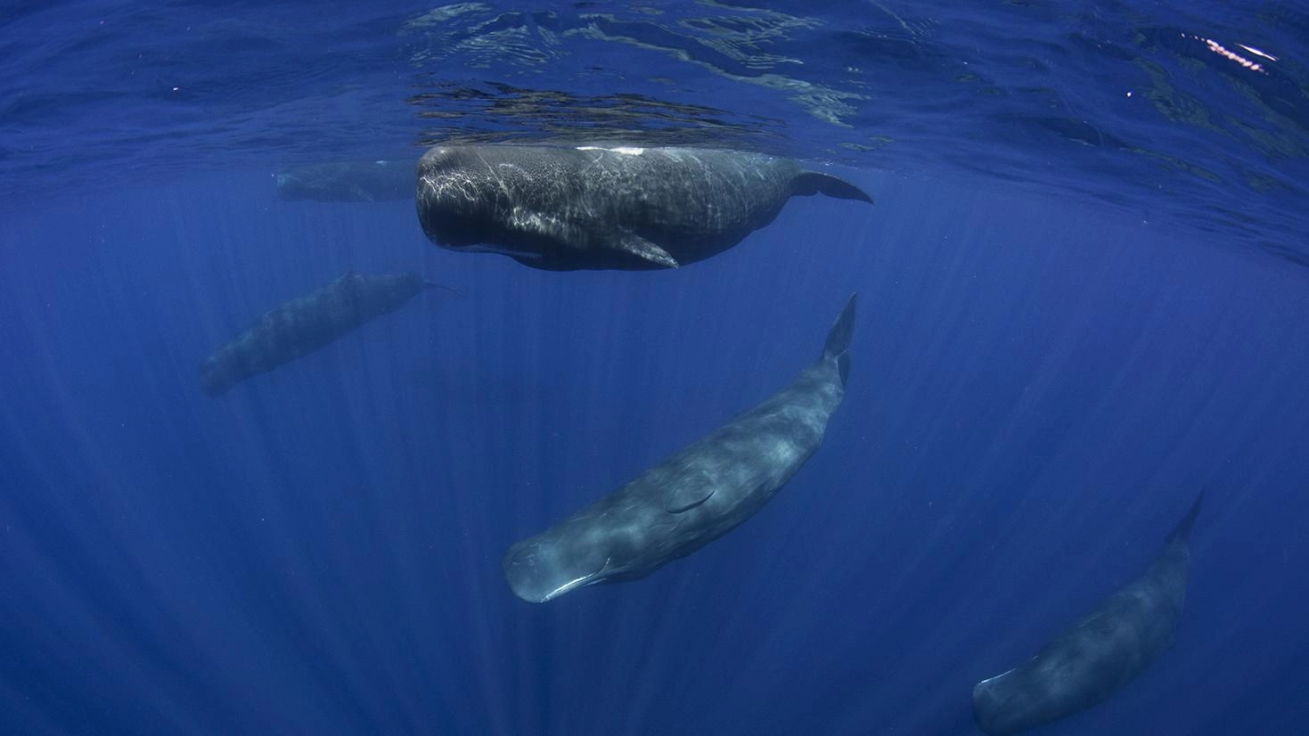 เพื่อนนักเดินทางและเพื่อนที่แสนฉลาด