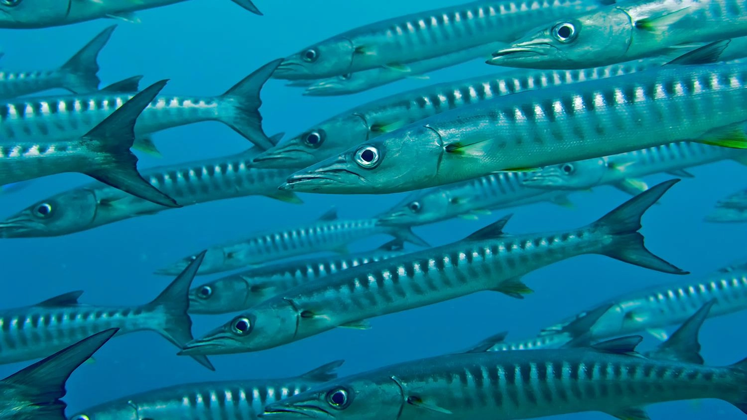 เพื่อนที่หายไปและเพื่อนผู้รวดเร็ว