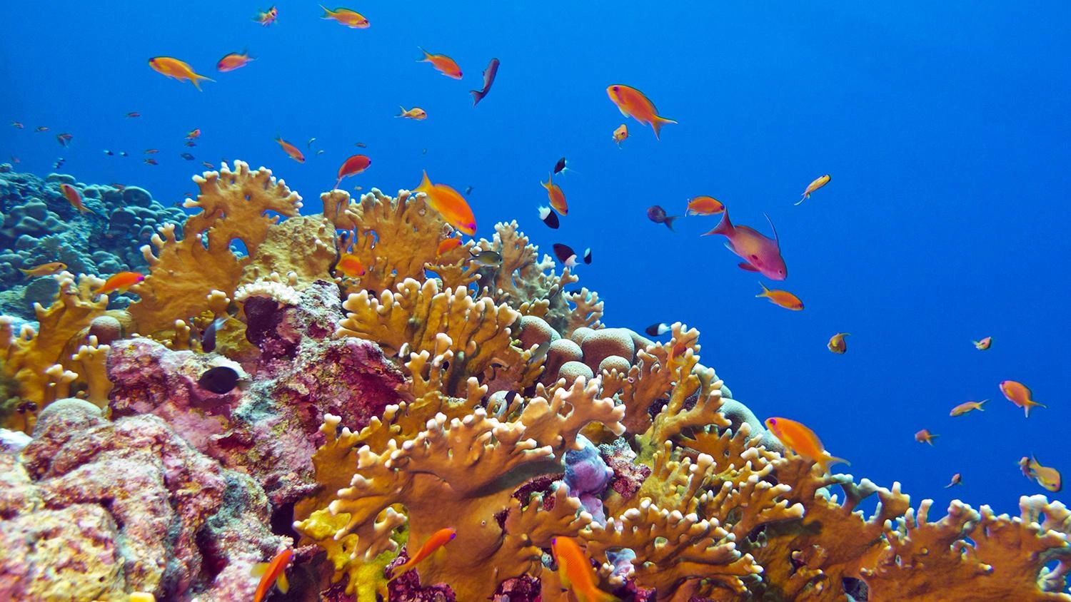 เพื่อนแสนสวยและมหาสมุทรเปิด