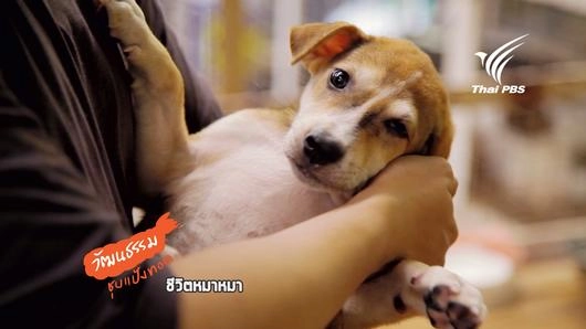 ตอนชีวิตหมาๆ