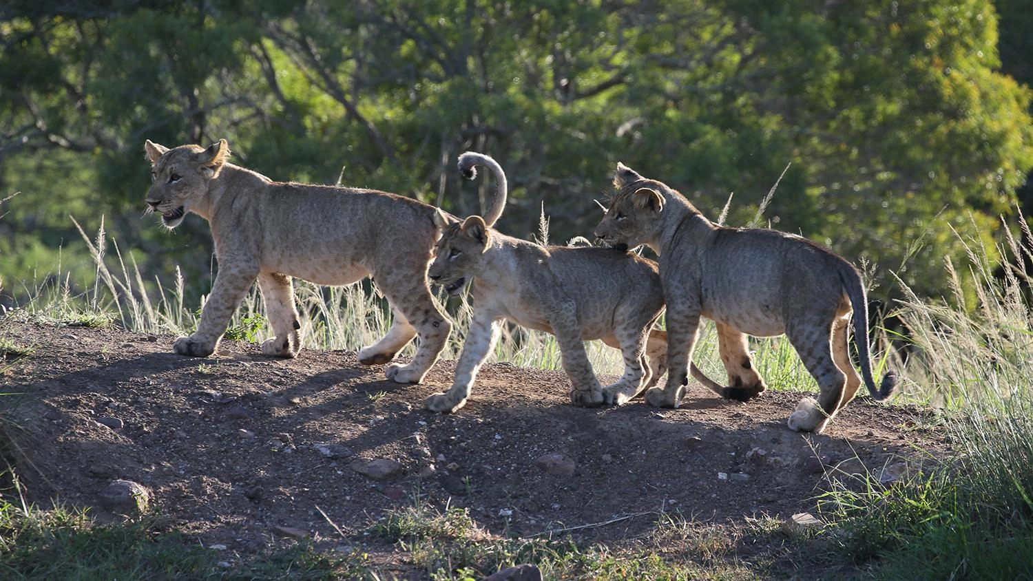 มหัศจรรย์สายใยรักแห่งแม่ลูก ตอน ลูกสัตว์วัยซน