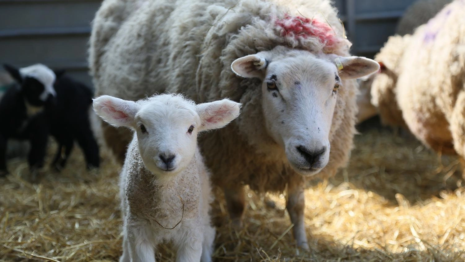 มหัศจรรย์สายใยรักแห่งแม่ลูก ตอน ลูกตัวน้อย