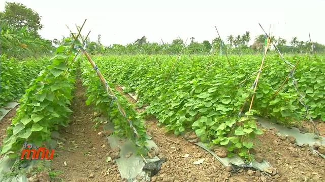 ปลูกพืชสวนแทนนาข้าว