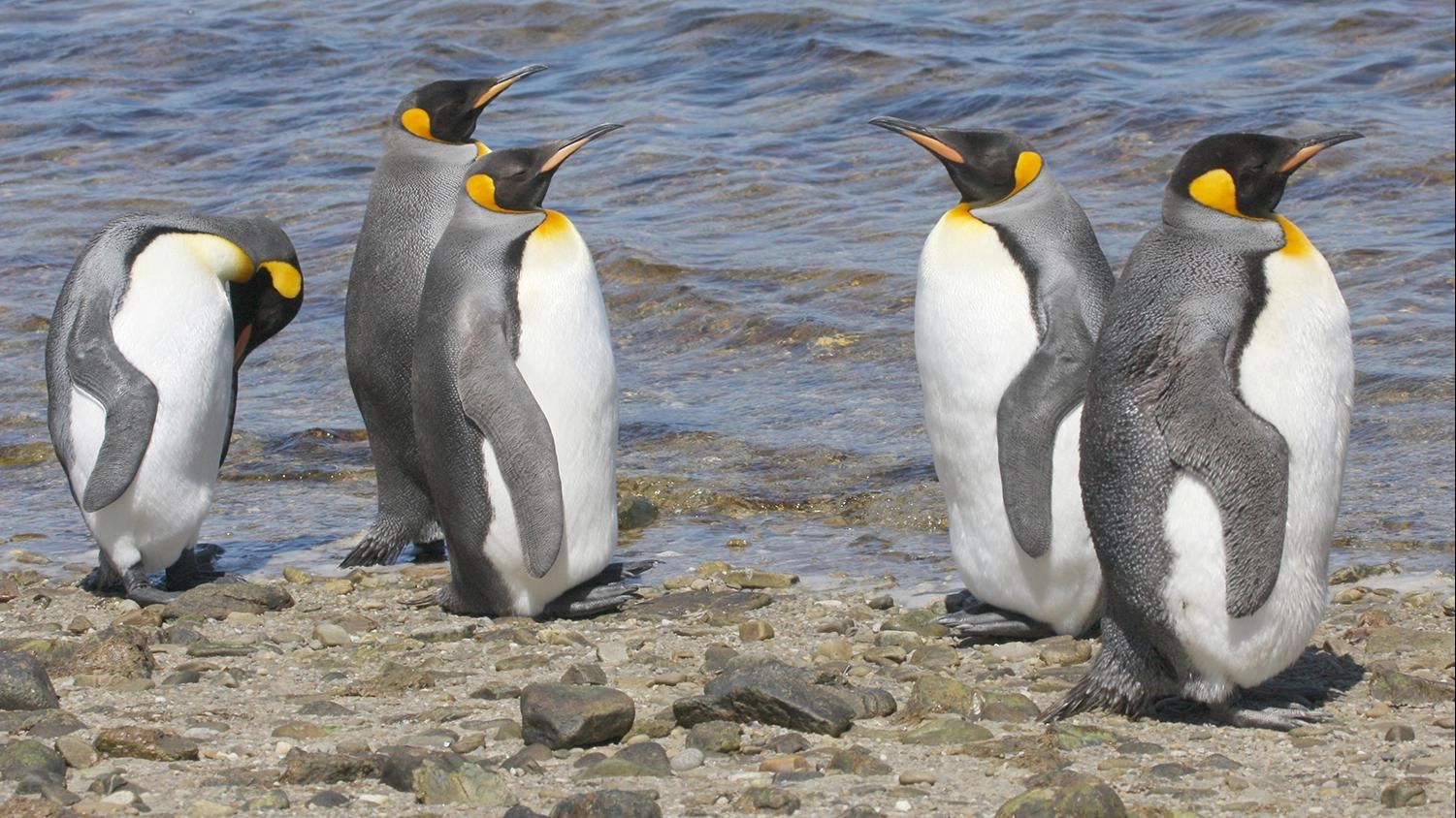 เรารักเพนกวิน!!