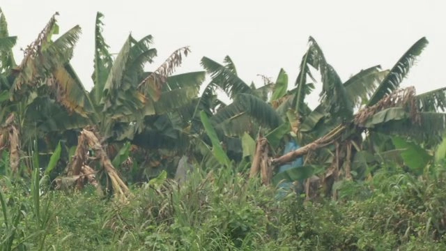 กล้วยหอมจีน ผลกระทบจากลาวถึงไทย