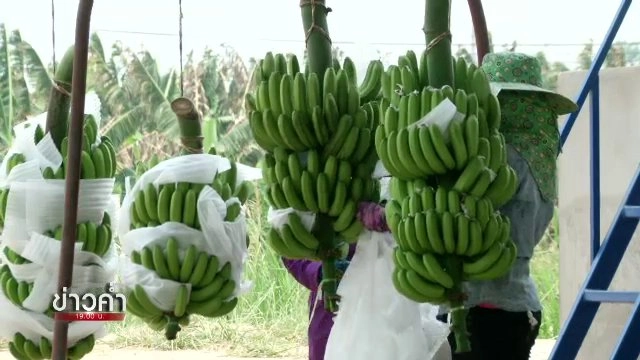 กล้วยหอมจีนบนแผ่นดินไทย ใครได้-ใครเสีย
