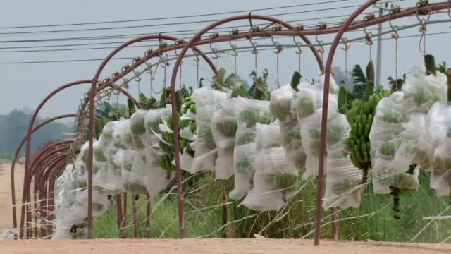 คุมมาตรฐานกล้วยหอมส่งออกจีน