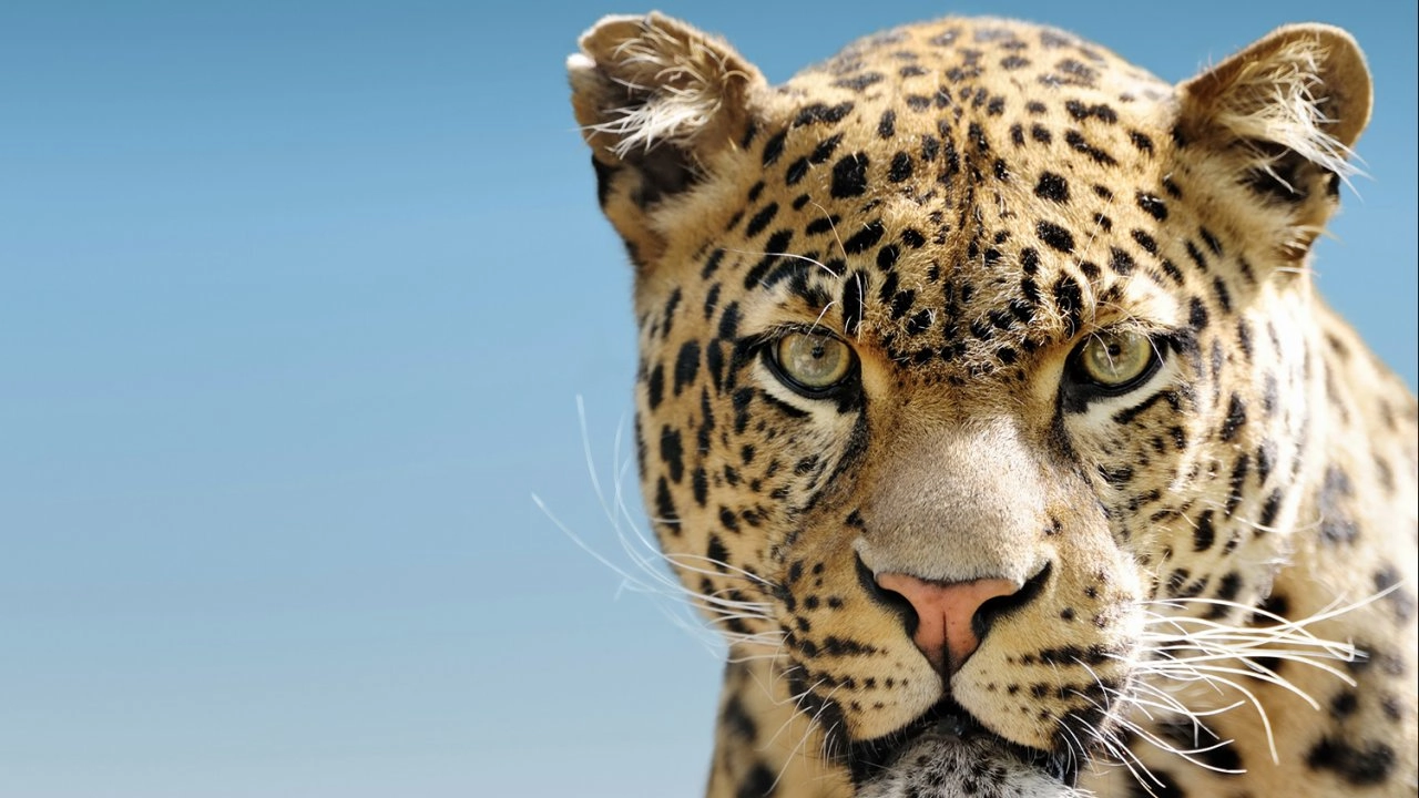 วิวัฒนาการเสือในอนาคต