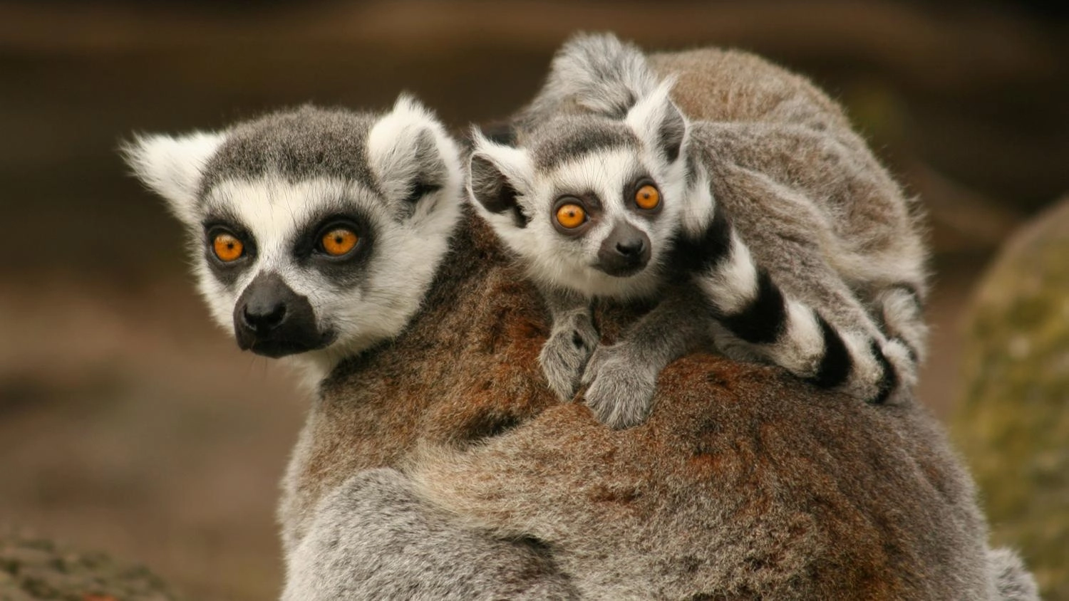 ลีเมอร์...ตำนานของมาดากัสการ์