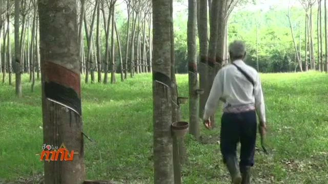 มุมมองการพัฒนาชาวสวนยางอย่างยั่งยืน