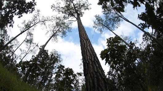 เมืองในฝัน ป่าสนเจ็ดสี โครงการหลวงบ้านวัดจันทร์ จ.เชียงใหม่