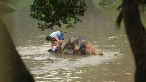 วิถีควาญ วิถีช้าง จังหวัดลำปาง