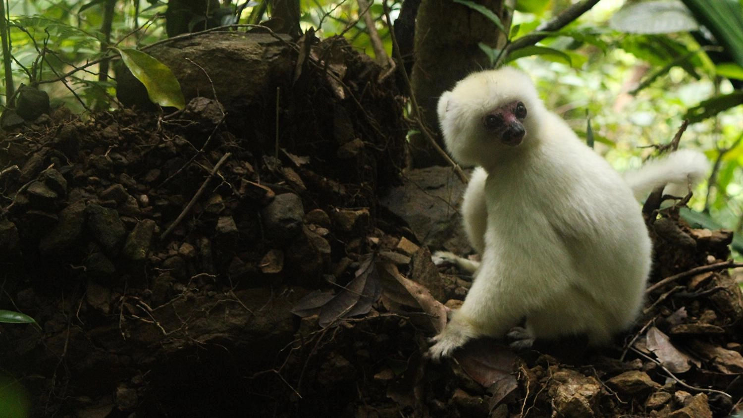 เจาะลึกดินแดนลีเมอร์