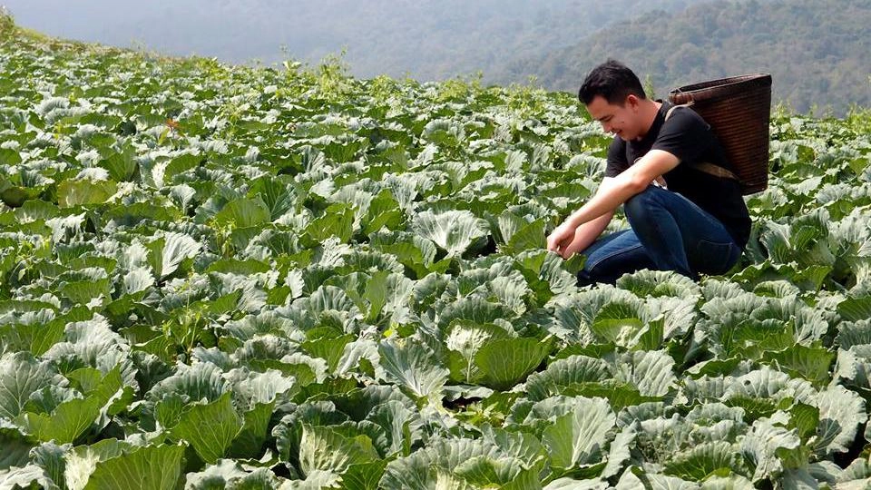 กะหล่ำปลีที่ทับเบิก