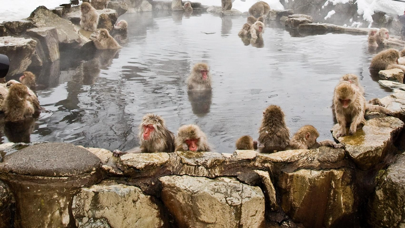 ป่าธรรมชาติญี่ปุ่นในรอบปี