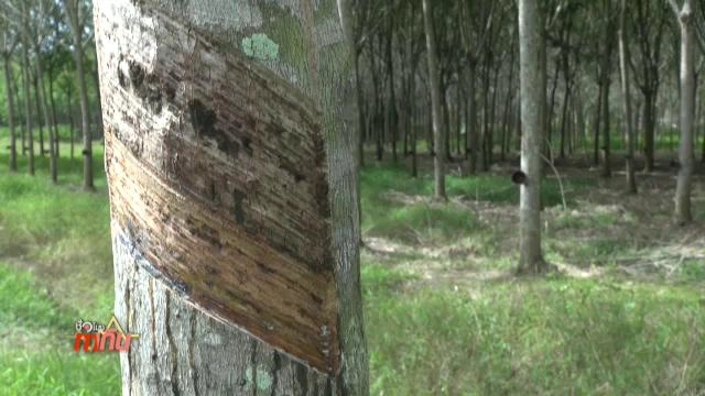 รัฐรับซื้อยางแผ่นดิบ 45 บาทต่อกก. เริ่ม 25 ม.ค. นี้