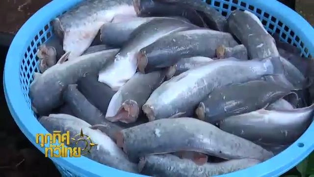 ทุกทิศทั่วไทย