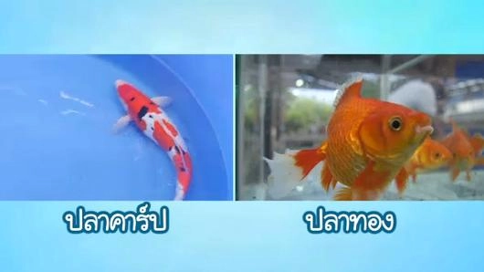 หลงเสน่ห์สีสัน ปลาทอง ปลาคาร์ป