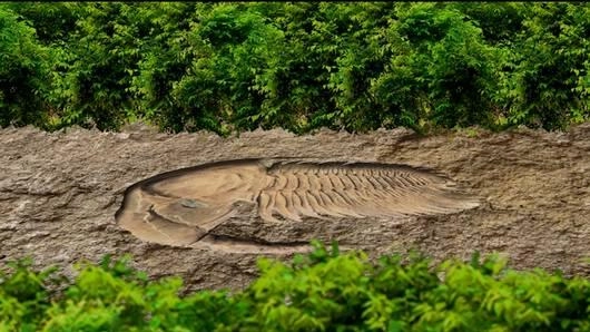 สำรวจซากฟอสซิล